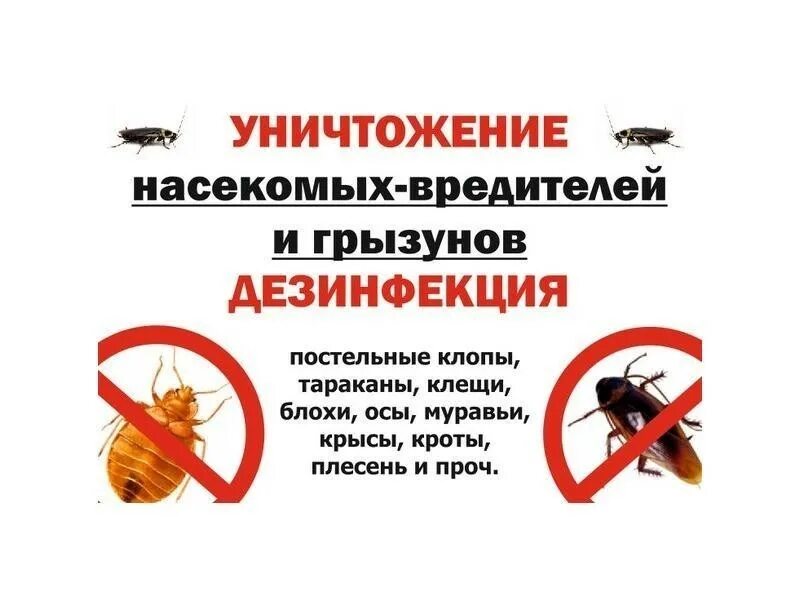Уничтожение тараканов цена в москве. Уничтожение насекомых вредителей. Уничтожение клопов и тараканов. Травля тараканов, насекомых. Дезинфекция насекомых.