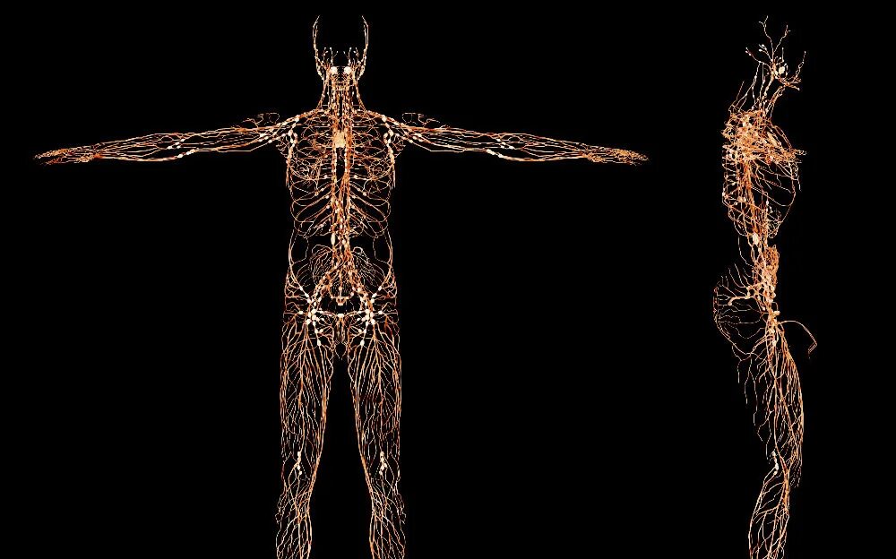 Головной и спинной мозг с глазами. Нервная система позвоночника. Как выглядит нерв в живую. Как выглядит нерв в живую. Мозг и нервная система.