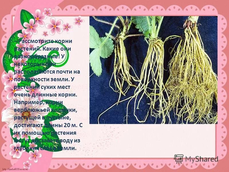 рисунок. главный и боковые корни. развитие из зародышевого корешка зародыша семени. главный корень боковой корень придаточный корень. что изображено на рисунке под цифрой 1?.