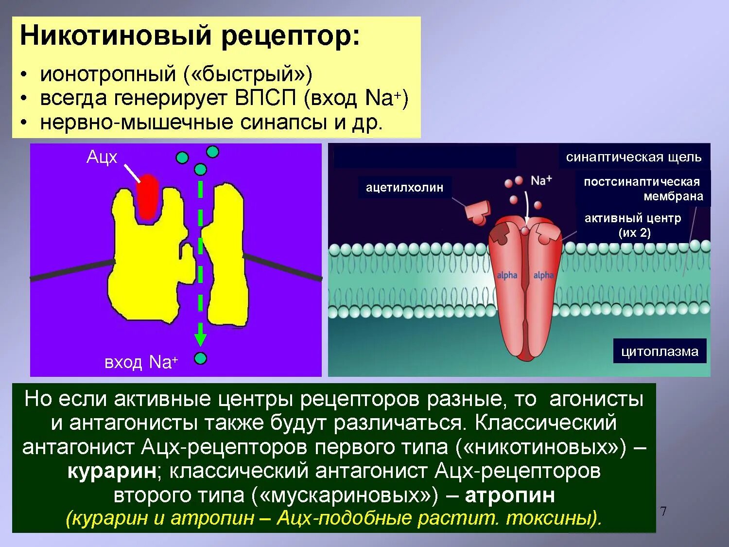 Никотиновые ацетилхолиновые рецепторы. Строение ацетилхолинового рецептора. Ацетилхолиновые рецепторы и никотин. Молсидомин антагонист рецепторов.