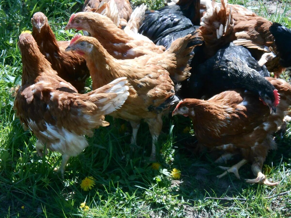 Породы кур-несушек ломан браун. Молодые курицы. Суссекс браун. Куры ломан браун. Куры несушки тетра.