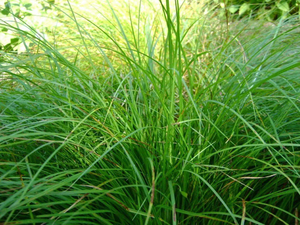 Зеленые растения осока цепь. Осока айриш грин. осока irish green. осока обильнолистная irish green. осока морроу айриш грин.