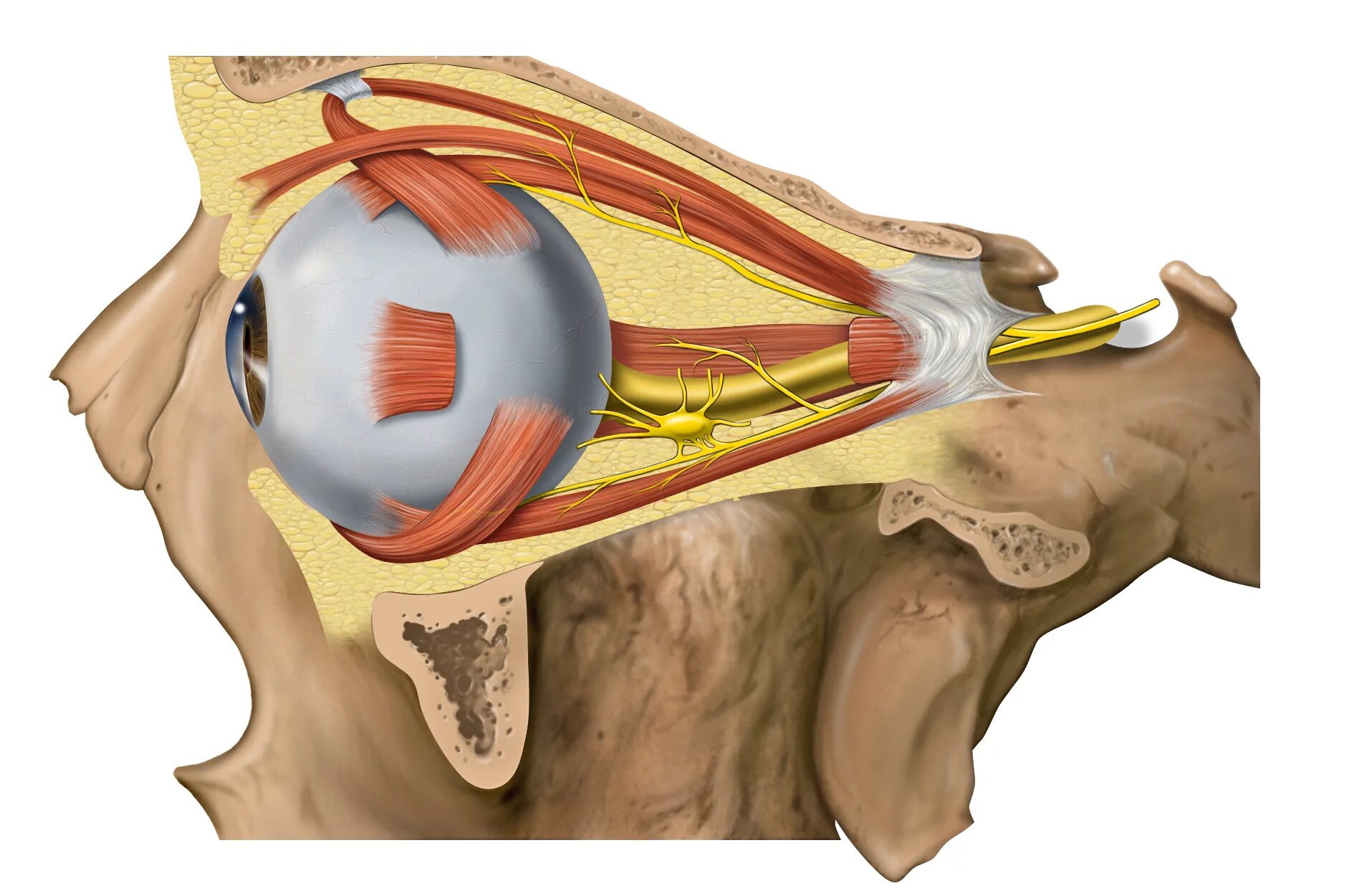 Глазные яблоки расположены в парных углублениях черепа. Глазодвигательный нерв анатомия. Парабульбарно Ретиналамин. Ресничный узел анатомия. Зрительный нерв глаза анатомия.