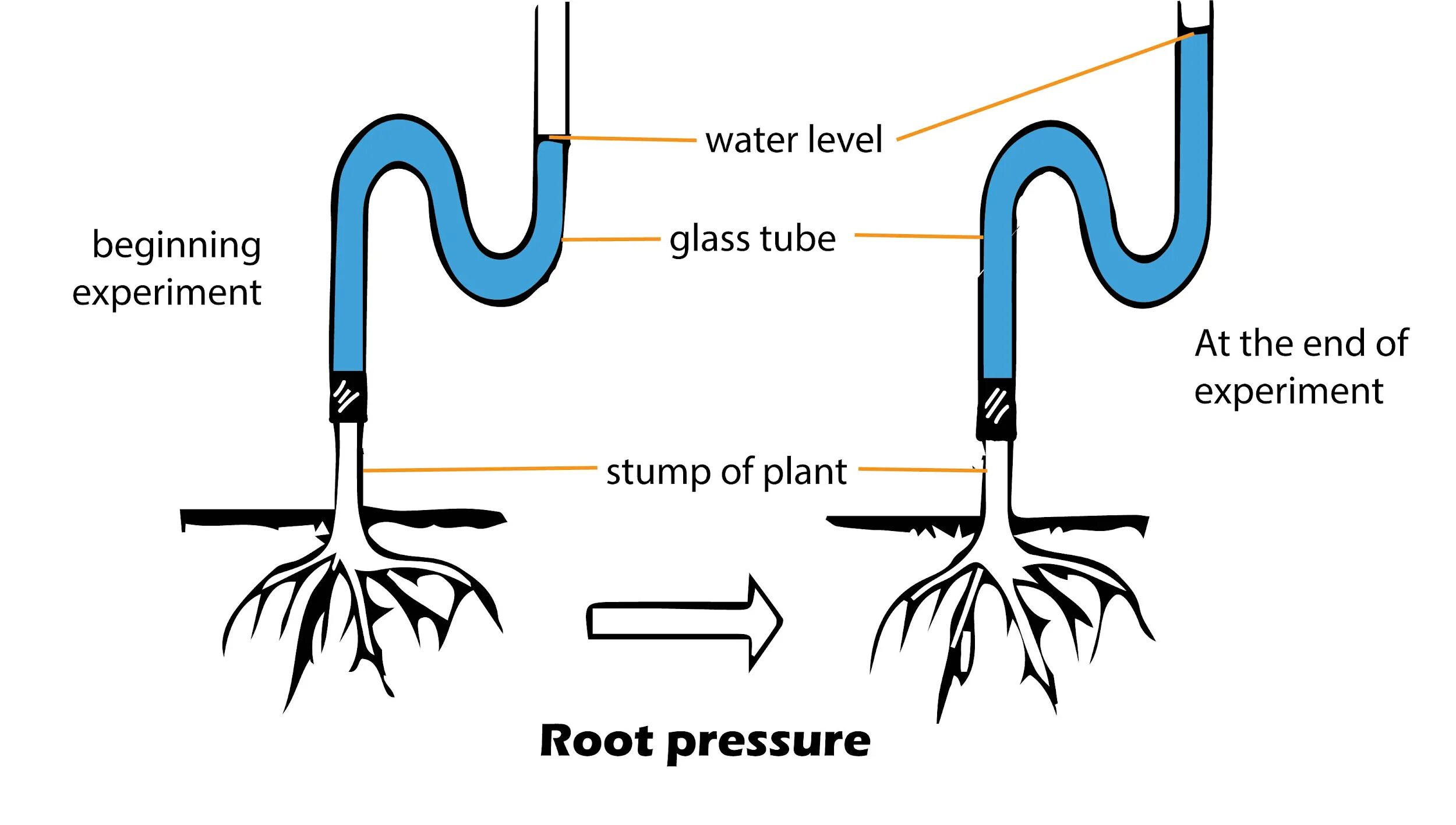 Root Pressure. Water Pressure Plants. Plant root. Water Pressure Biology.