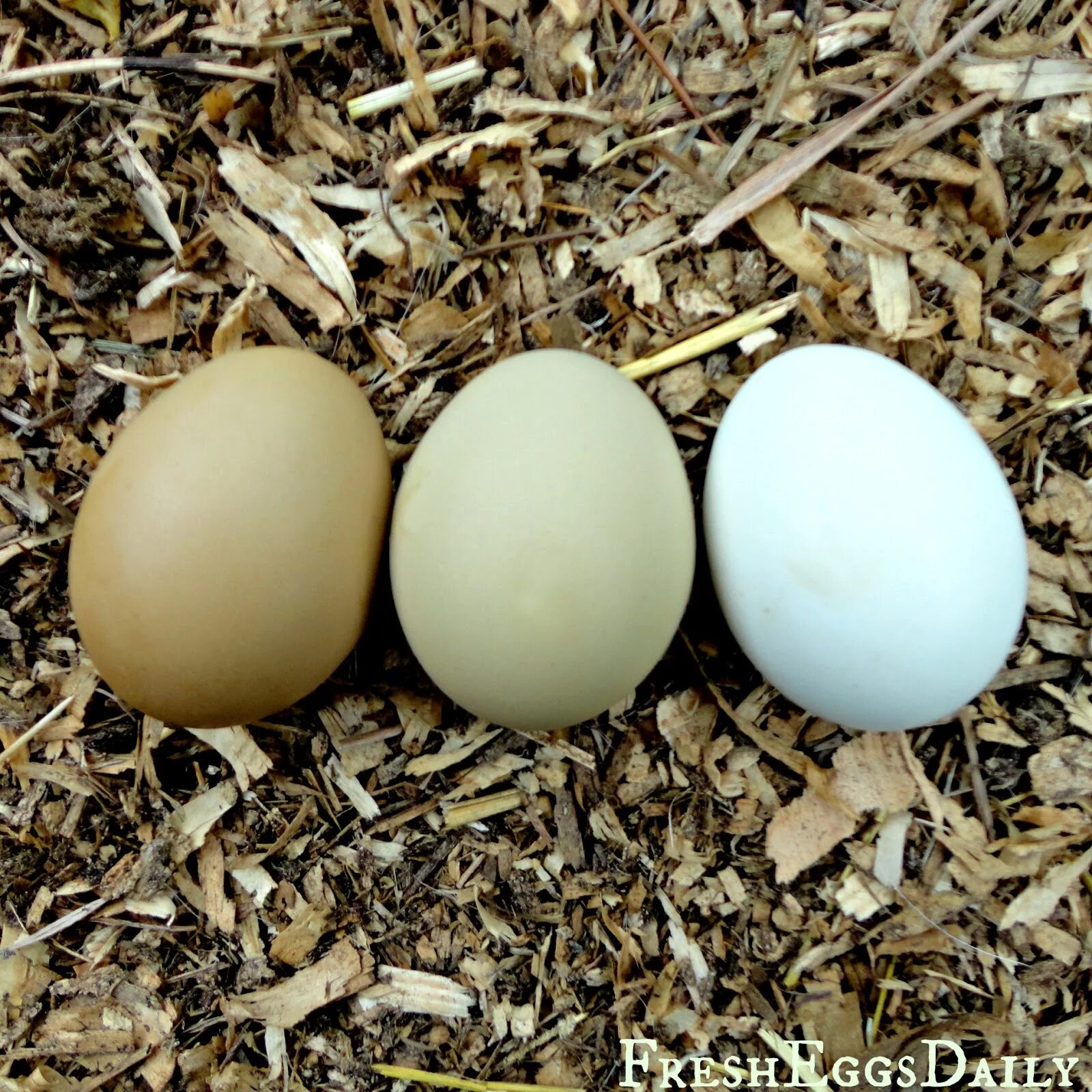 Куплю инкубационное яйцо кур породы. Маран Амераукана. Амераукана яйца. Яйца кур Амераукана. Куры порода Амераукана яйцо.