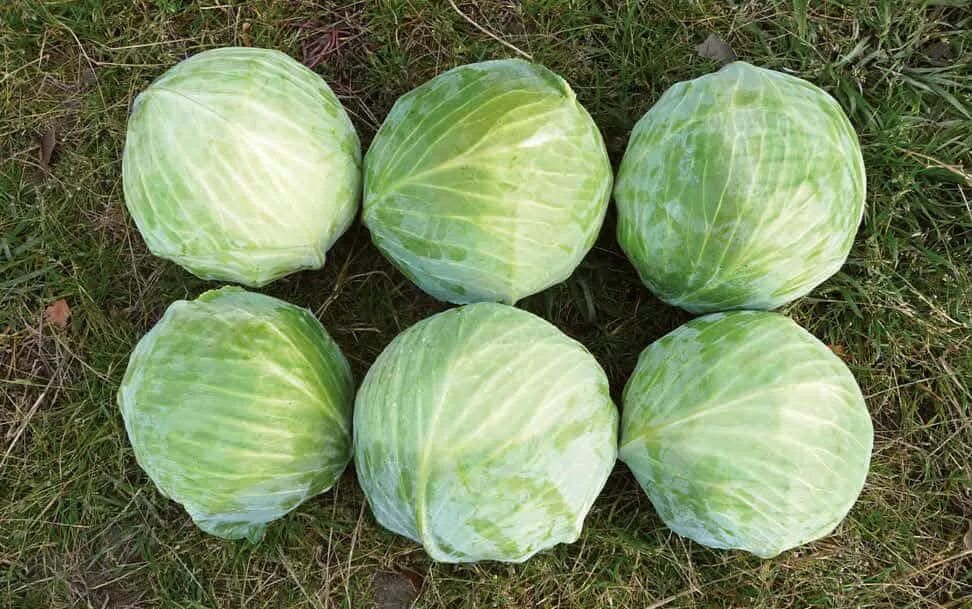 Капуста белокочанная позднеспелая вьюга. Сорт вьюга. Капуста б/к вестри f1 15шт/10. Капуста белорусская описание. Огурец вьюга f1 семена.