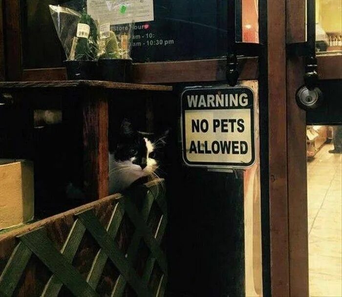 Pets are not allowed. Pet allowed. no pets. sorry sir no pets allowed. submission pets not allowed.
