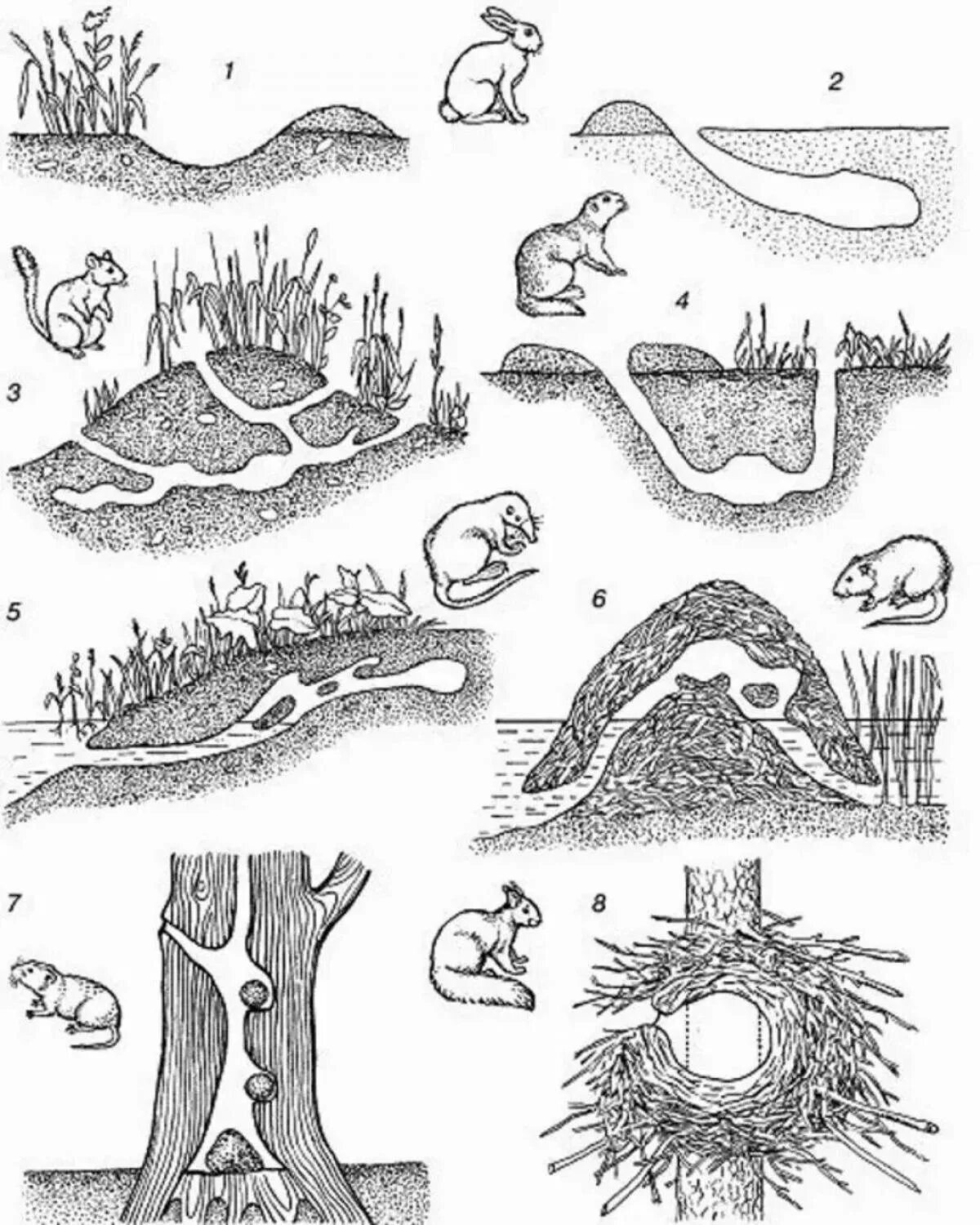 Берлога зайца. Хатка ондатры. Схема крысиной Норы. Строение мышиной Норы.
