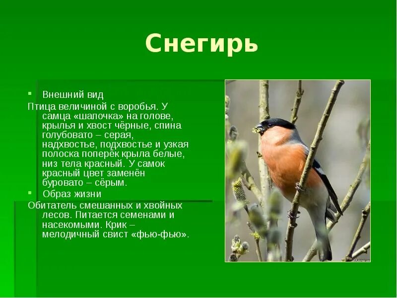 Снегирь описание. Снегирь птица описание. снегирь презентация. описание снегиря. внешнее описание снегиря.