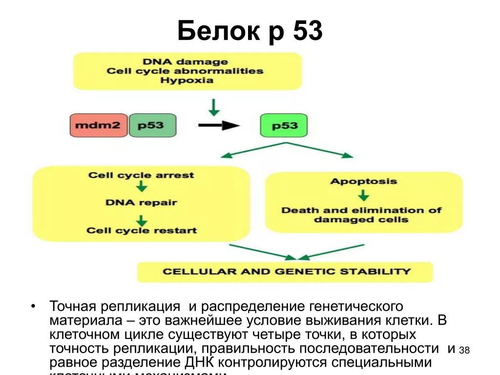 Онкогены и гены супрессоры опухолей. Продолжительность жизни белок. Белок р53. Функции белка р53. Белок р53 функции.