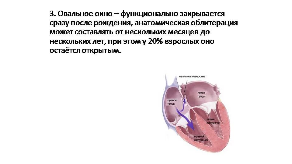 1 3 окно в сердце. Открытое овальное окно 6 мм у грудничка. Функционирующее открытое овальное окно у новорожденных. Открытое овальное отверстие у новорожденного. Открытое овальное отверстие в сердце у ребенка.