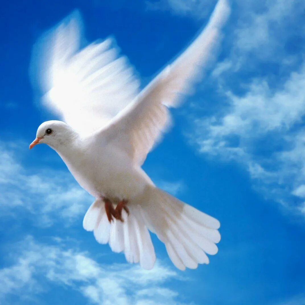 Всегда будет мир и гармония. Белый голубь. Голуби в небе. Белые голуби в небе.