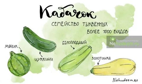 Со скольки можно кабачок