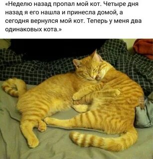 Мой кот пришел назад