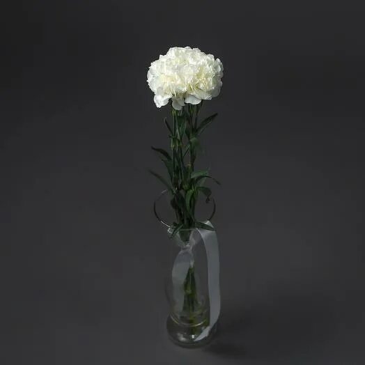 Диантус белый. Белый гвоздика 5. Белые гвоздики. Гвоздика диантус белая. Гвоздика перистая махровая.