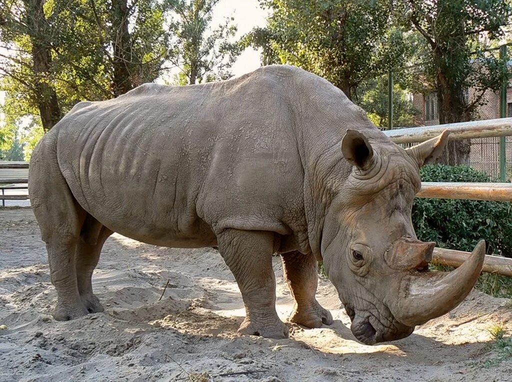 зоопарк старый оскол носорог. хеммерсбах носороги.