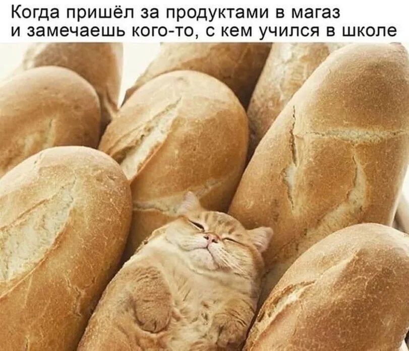 Хлебный кот. Кошачья булочка. Кот булка хлеба. Коты булочки. Как называется когда не замечаешь