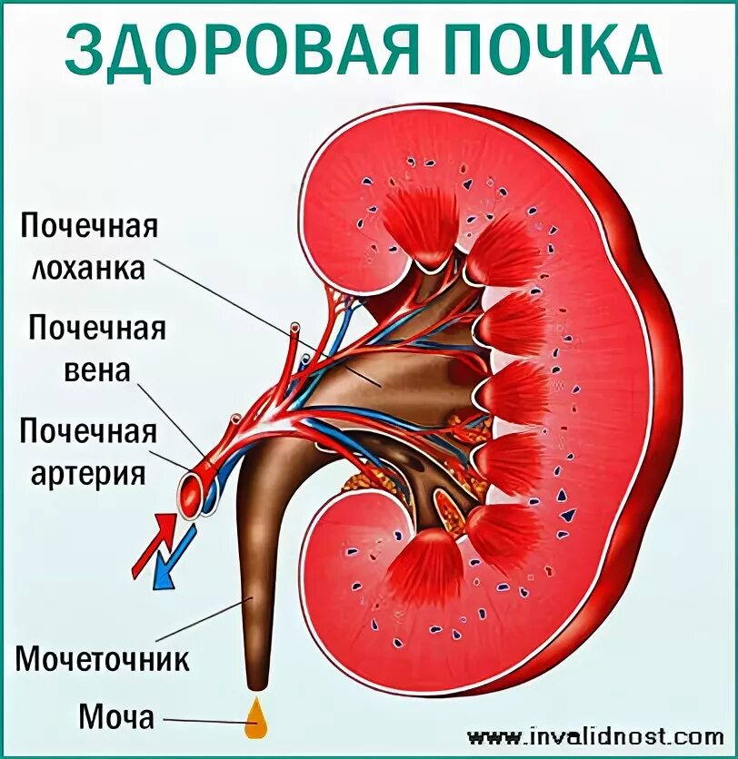 Почечная лоханка почечная Вена почечная артерия. Злокачественное новообразование почки, кроме почечной лоханки. Почечная лоханка функции. Лоханка цветок. Слизистые оболочки почек