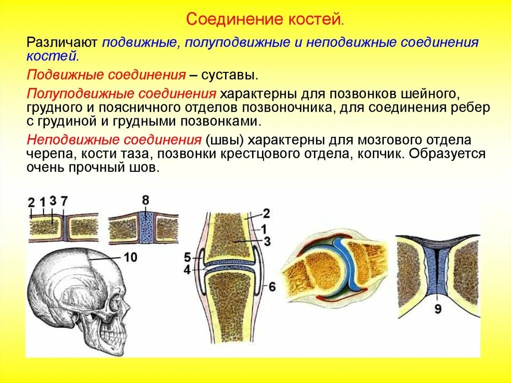 Типы соединения костей полуподвижные. Соединение костей надкостницы. 4 Типа соединения костей. 3 Типа соединения костей.