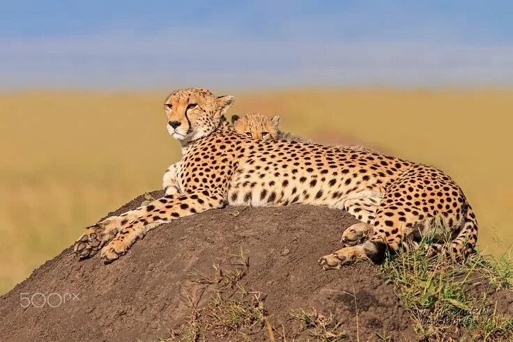 Cheetah with kid - Alf Drosdziok Photography