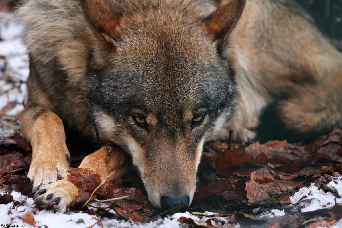 арлан волк. что значит матерый волк. хайретдинов азат. волк ауф. мегафаунный волк.