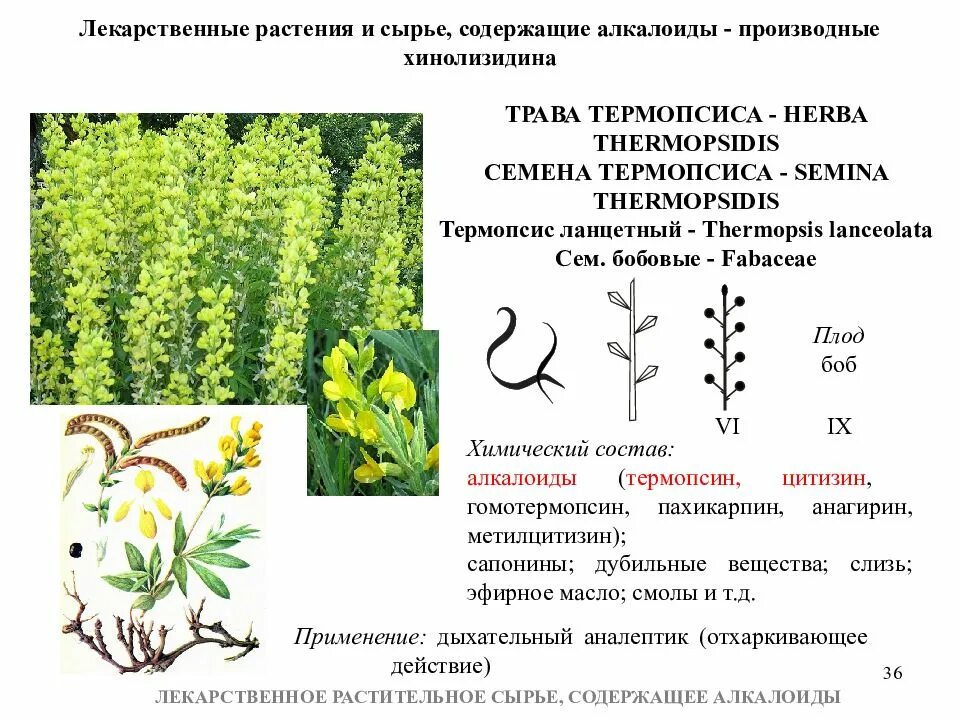 Год какого растения. Термопсис ланцетный семена. Термопсис ланцетный ЛРС. Лекарственное сырье содержащее алкалоиды. Лекарственное растительное сырье содержащее алкалоиды.