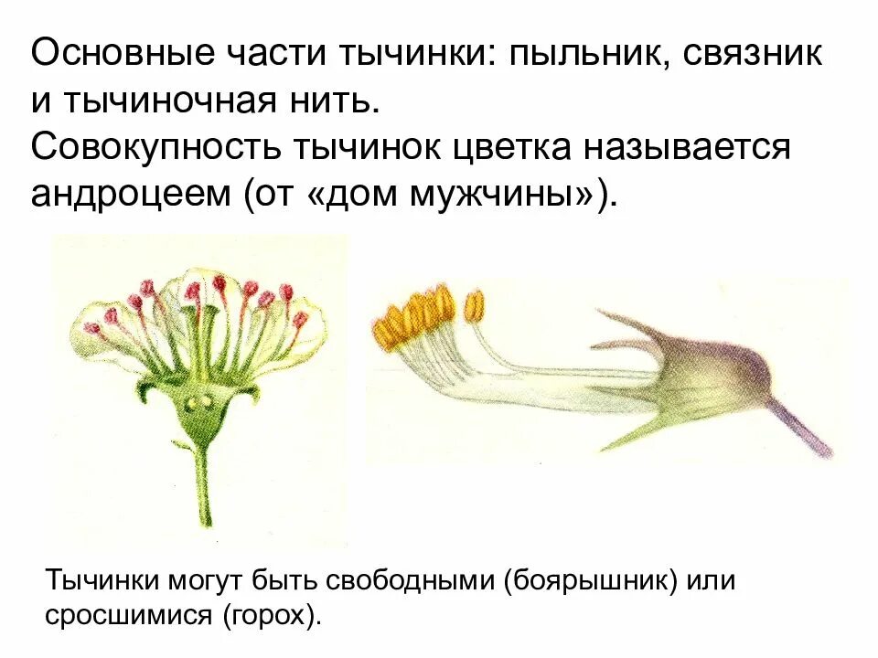 Андроцей. Тычинка андроцей , а пестик?. андроцей сросшийся пыльниками. сросшиеся тычинки. формы тычинок.