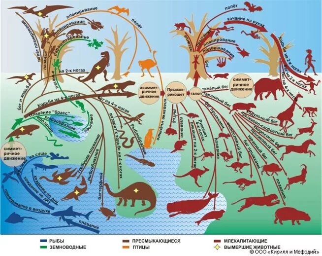 Жизни путем эволюции. Эволюционное Древо позвоночных. Филогенетическое Древо позвоночных. Эволюция животных на земле. Эволюционное происхождение животных.