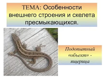 Особенности строения пресмыкающихся на суше