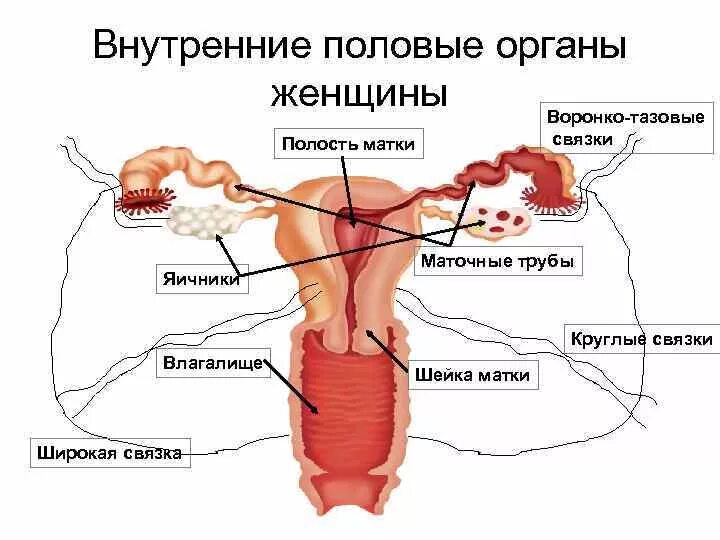 Репродуктивная система женщины внутренние половые органы. Женская репродуктивная система анатомия половых органов. Структура и функции женской репродуктивной системы. Воронко тазовая связка матки. Женская внутренняя половая система