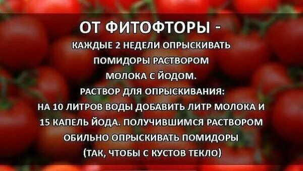 Сыворотка с йодом для опрыскивания томатов. Средство от фитофторы на помидорах в открытом. опрыскивание помидоров. подкормка помидор йодом. йод томаты фитофтора.