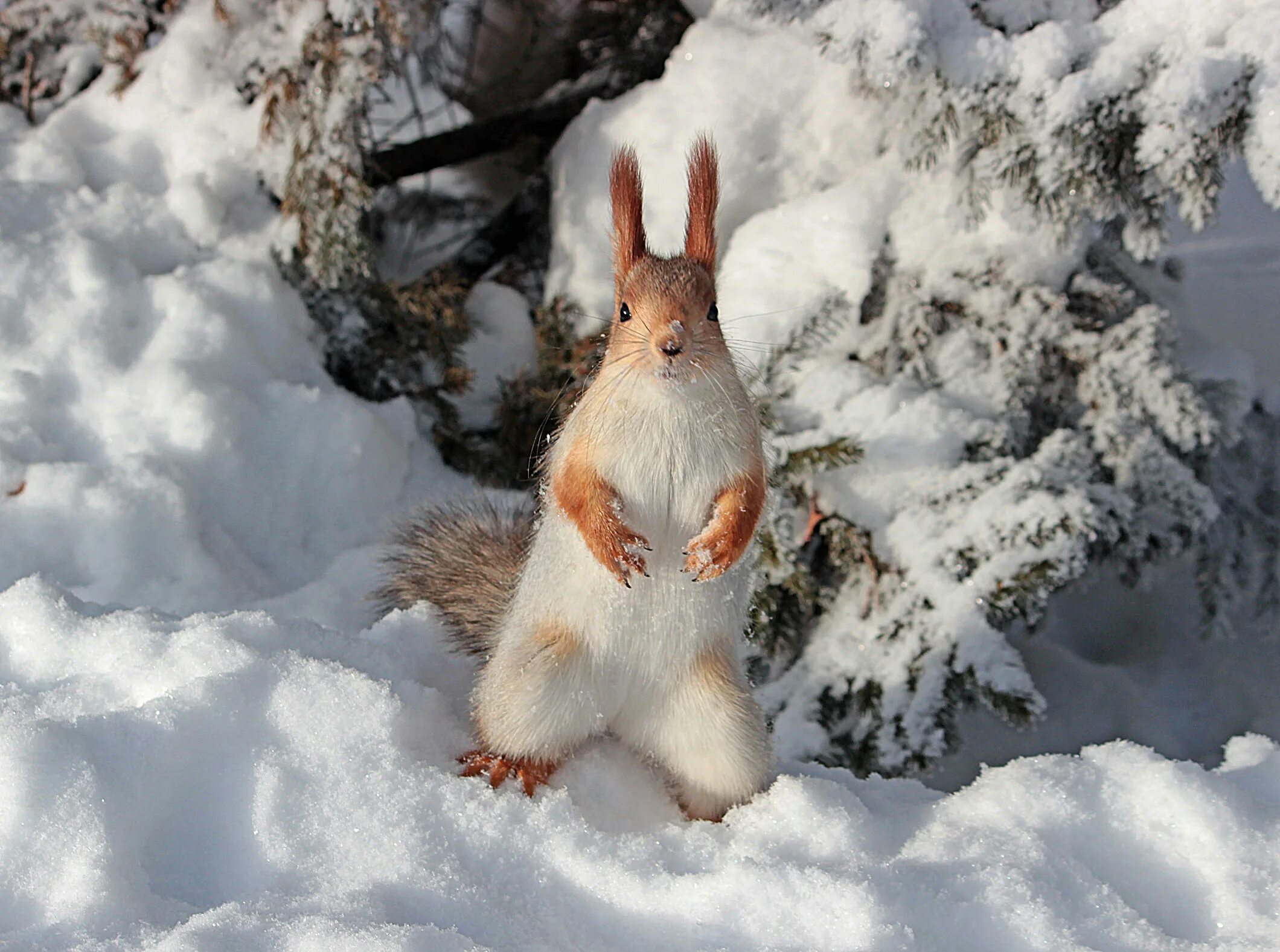 Заяц белка. Заяц на снегу. Зайчик в зимнем лесу. Заяц зимой. Звери в зимнем лесу.