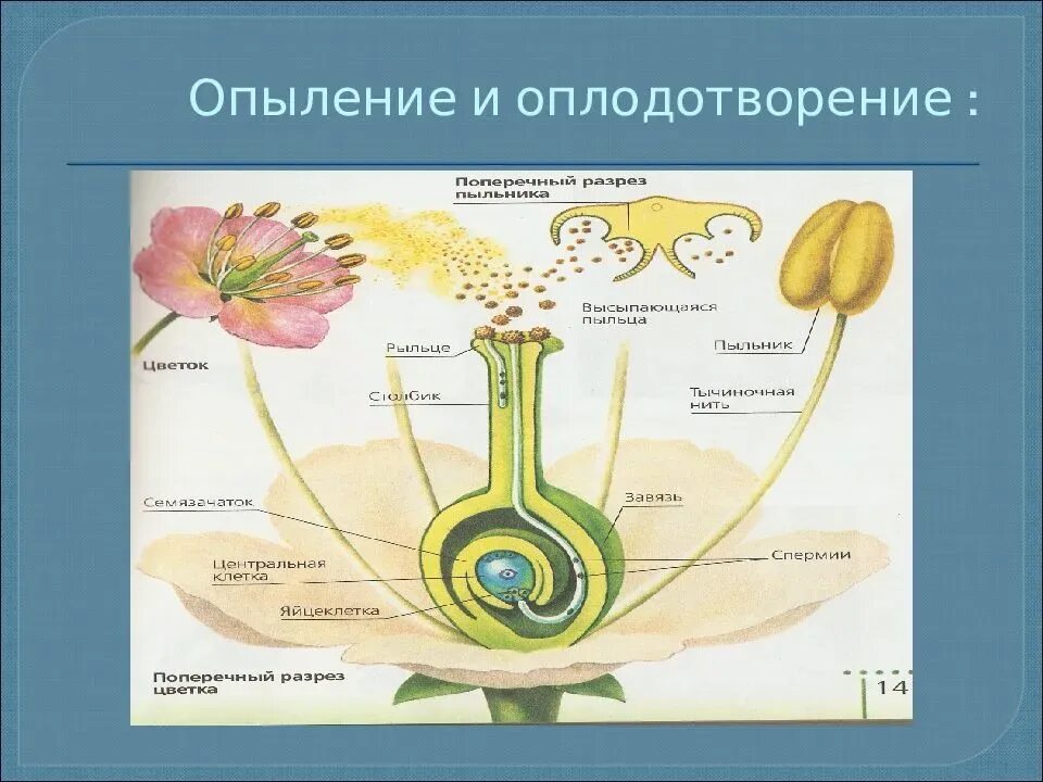 Половое размножение растений 6 класс биология тест. Оплодотворение покрытосеменных растений схема. схема полового размножения покрытосеменных растений. размножение цветкового растения схема. опыление и оплодотворение растений 6 класс биология.