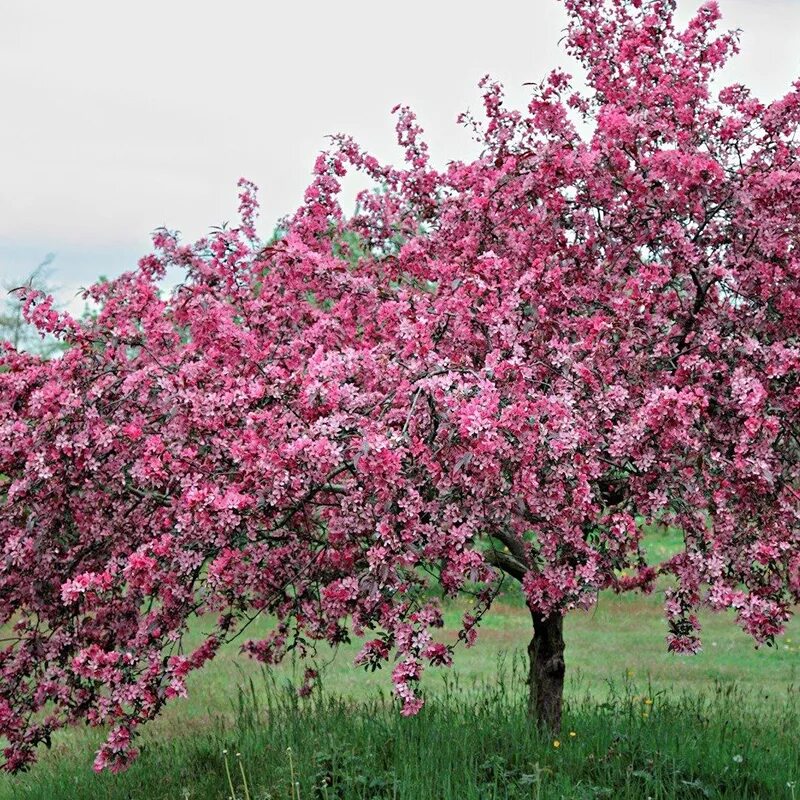 Яблоня Хелена Недзвецкого. Яблоня краснолистная Хелена. Яблоня Malus Royalty. Яблоня Хелена декоративная краснолистная. Дерево цветет розовым название