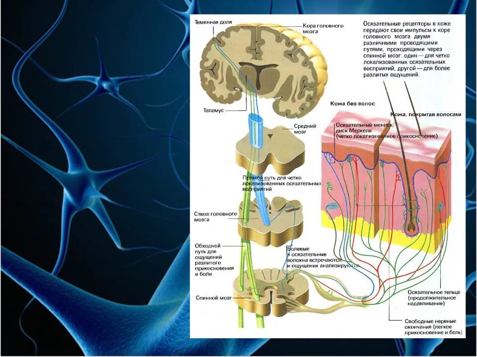 Анализатор состоит из рецепторов и проводящих. Рецепторы кожи. Проводящие пути коры головного мозга. Рецепторы спинного мозга. Проводящая система спинного и головного мозга.