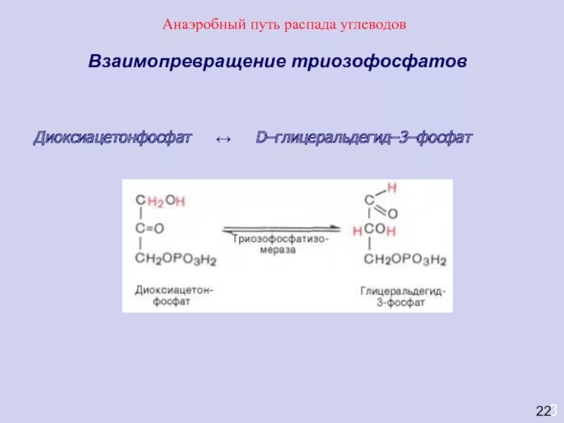 Анаэробный распад углеводов. Анаэробный путь распада углеводов. Диоксиацетонфосфат в глицеральдегид-3-фосфат. Реакция распада углеводов.