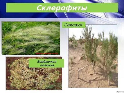 Верблюжья колючка приспособления