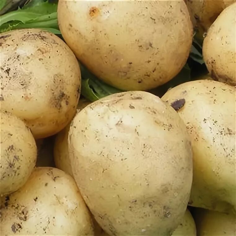 Сорт картофеля вега. Ранние сорта картофель вега. Картофель вега. Сорт картофеля вега характеристика фото и описание. Семенной картофель вега.