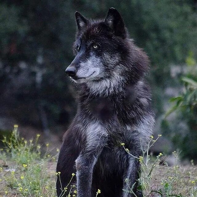 Красивая морда волка. Редкие волки. Missed wolf. Missed wolf. Редкие волки.