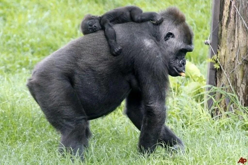 Gorillas Face Greater Threat While Pandas Move Off 'Endangered' Species List Gor
