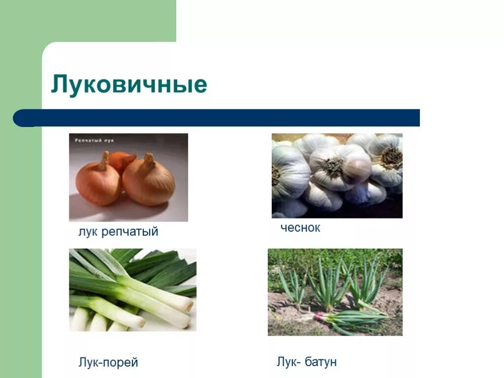 Корнеплоды примеры овощей. Лук относится к овощам. Luik. Лук относится к овощам. Лук репчатый семейство лилейные.