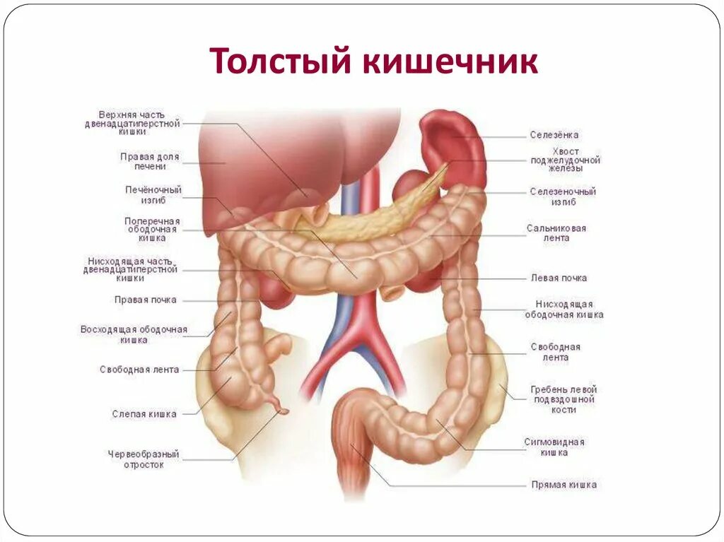 Отделы тонкого и Толстого кишечника человека схема. Тонкая кишка двенадцатиперстная кишка анатомия. Строение Толстого кишечника человека анатомия. Тонкий и толстый кишечник анатомия строение. Изгиб кишечника