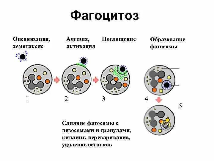 Фаголизосома в фагоцитозе. Схема иммунного фагоцитоза. Фагоцитоз лизосома. Хемотаксис фагоцитоз.