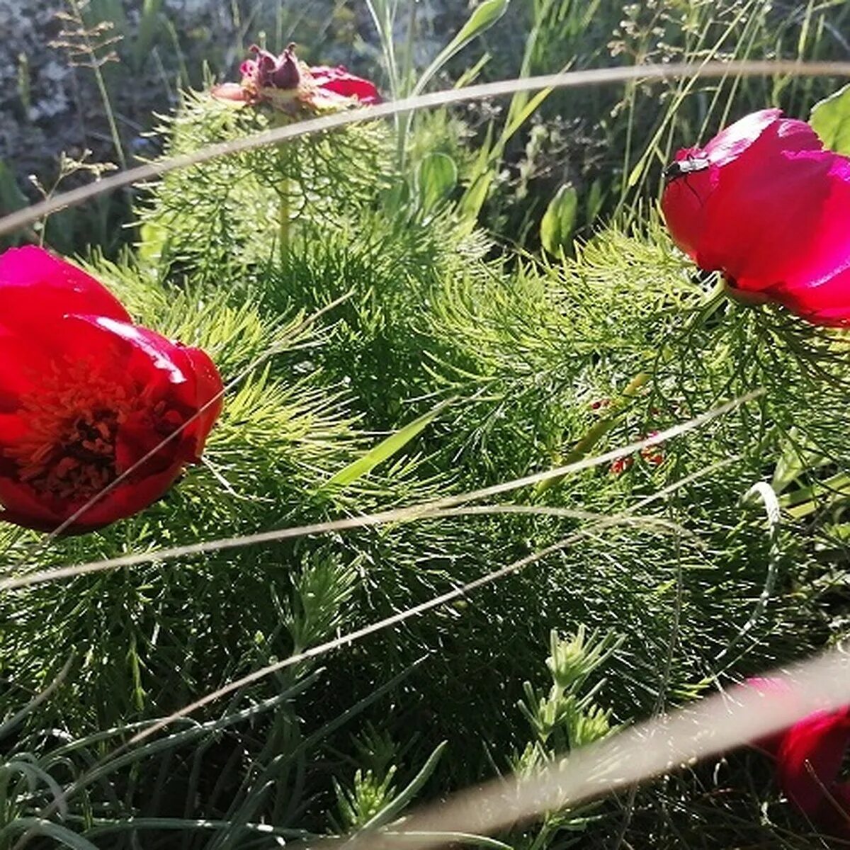 Лазорики цветы фото. Пион тонколистный Крымский. Пион тонколистный Paeonia tenuifolia. Пион тонколистный в Крыму. Пион тонколистный Лазорики.