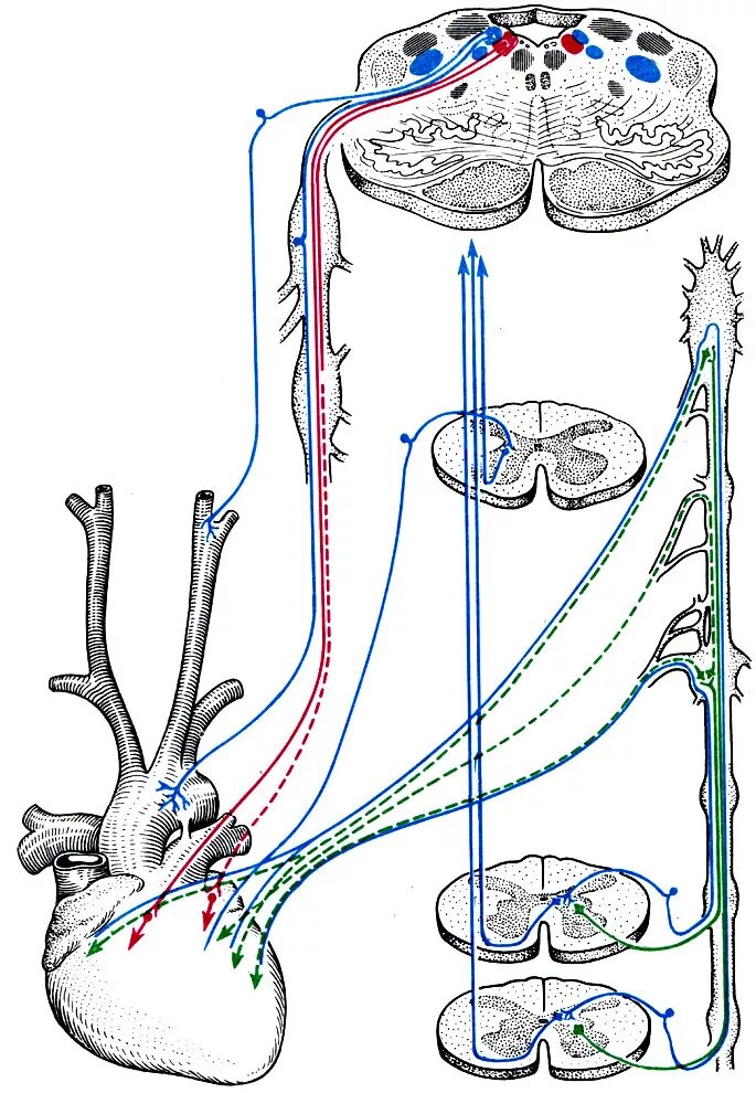 Блуждающий нерв иннервация сердца схема. Симпатическая иннервация сердца схема. Вегетативная иннервация сердца схема. Парасимпатическая иннервация сердца анатомия. Парасимпатическая иннервация сердца