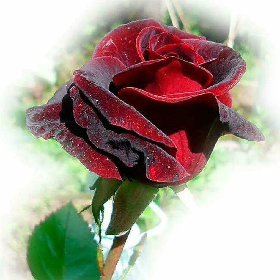 Вдруг ты красивая. Розы для тебя. Девушка с цветком. Открытки с розами. Самые красивые розы для любимой.