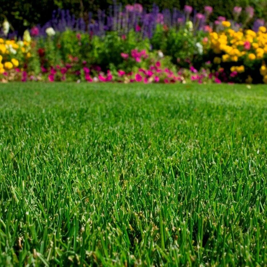 Луговой газон фото. Мятлик газонная трава. Райграс пастбищный для газона. Газонная трава мятлик Луговой. Газонная трава райграс многолетний.