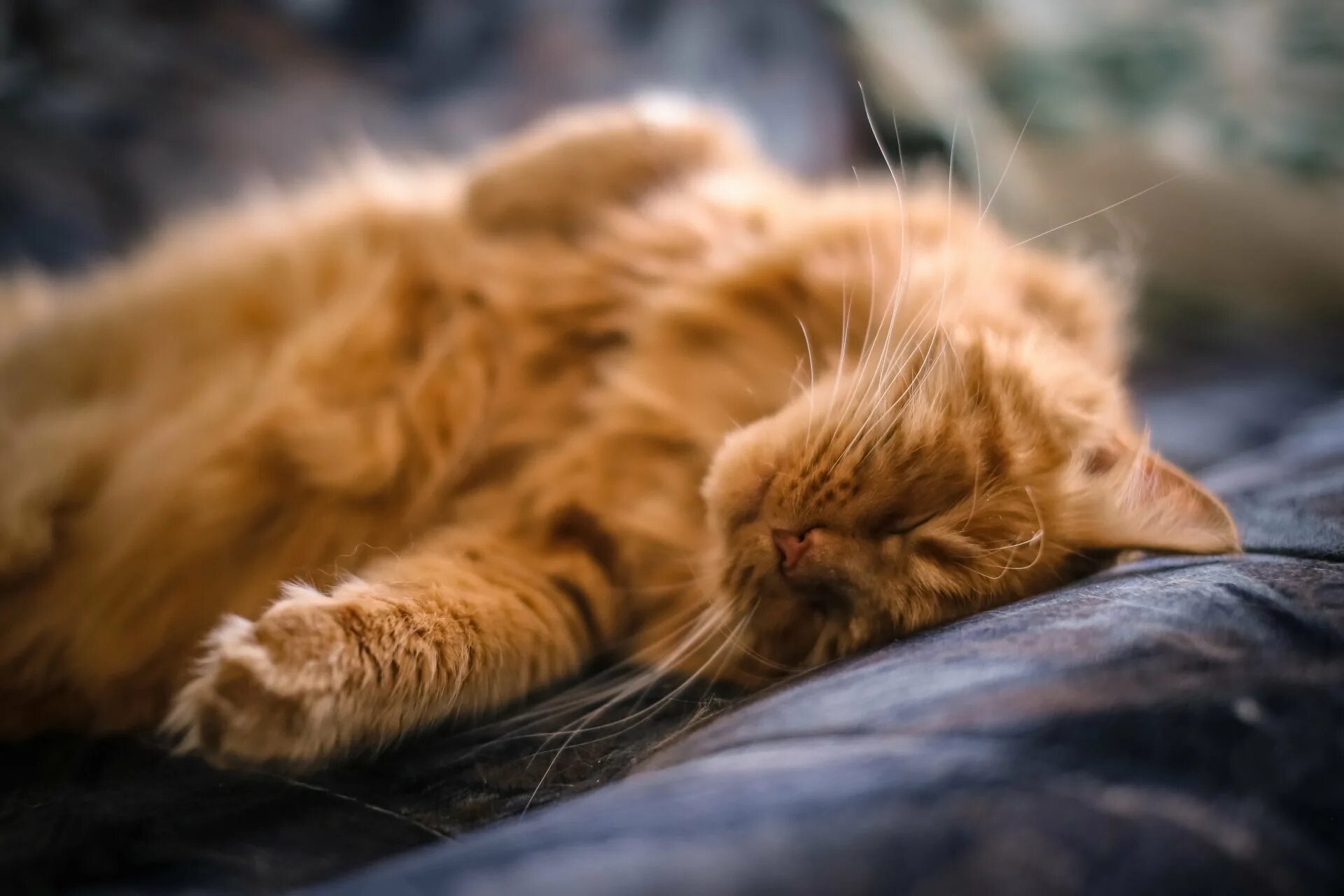 Спящий рыжий кот. Рыжий кот. рыжий кот спит. спящие рыжие коты. рыжая кошка спит.