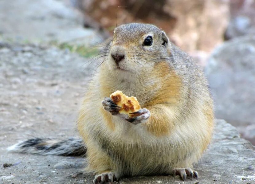 Суслики смешные. Суслик. Суслик ест видео. Суслик кричит. Суслик зимой.