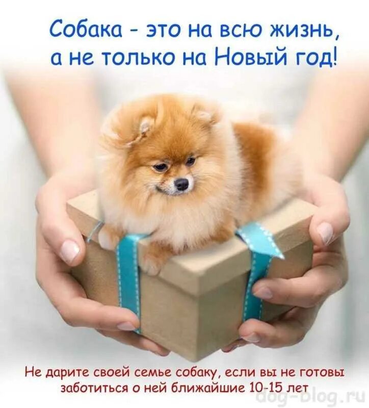 Подарю животных. Собака в подарок. животные не подарок. не дарите животных в подарок. животное с подарком.